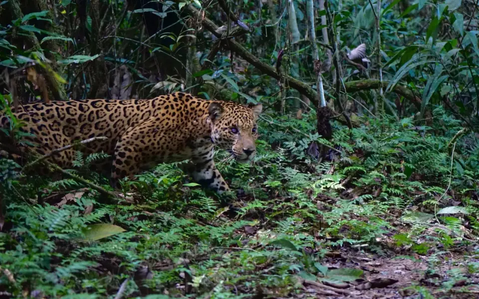 Im Amazonas auf Tuchfühlung mit der Ursprünglichkeit