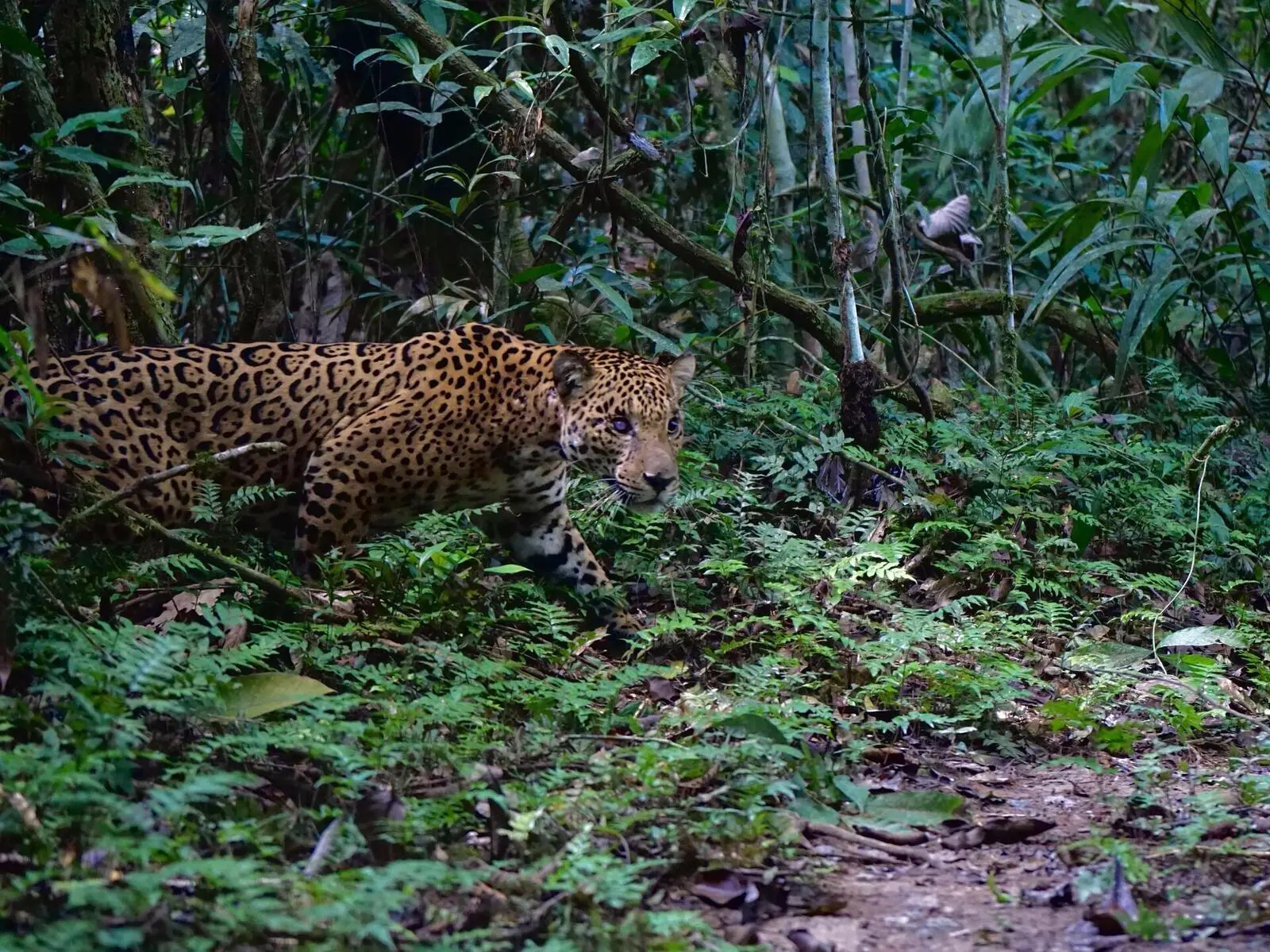 Unterwegs auf den Spuren der Pumas und Jaguare