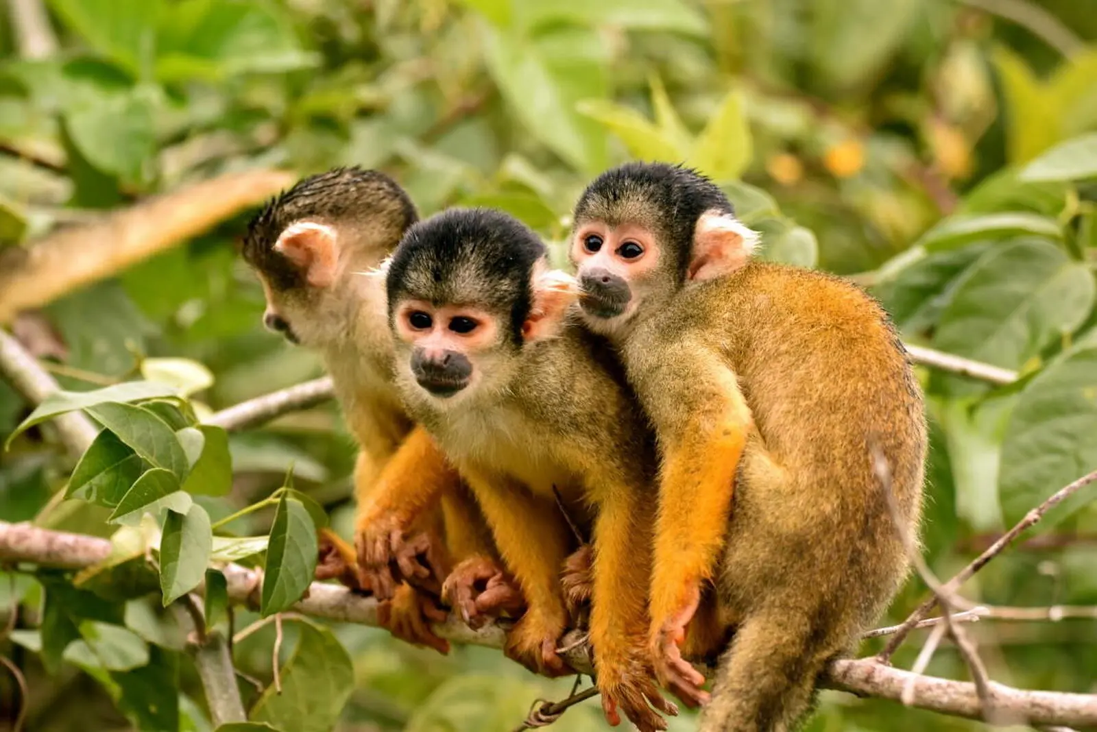 Beobachtung von verschidenen Affenarten im Madidi Nationalpark