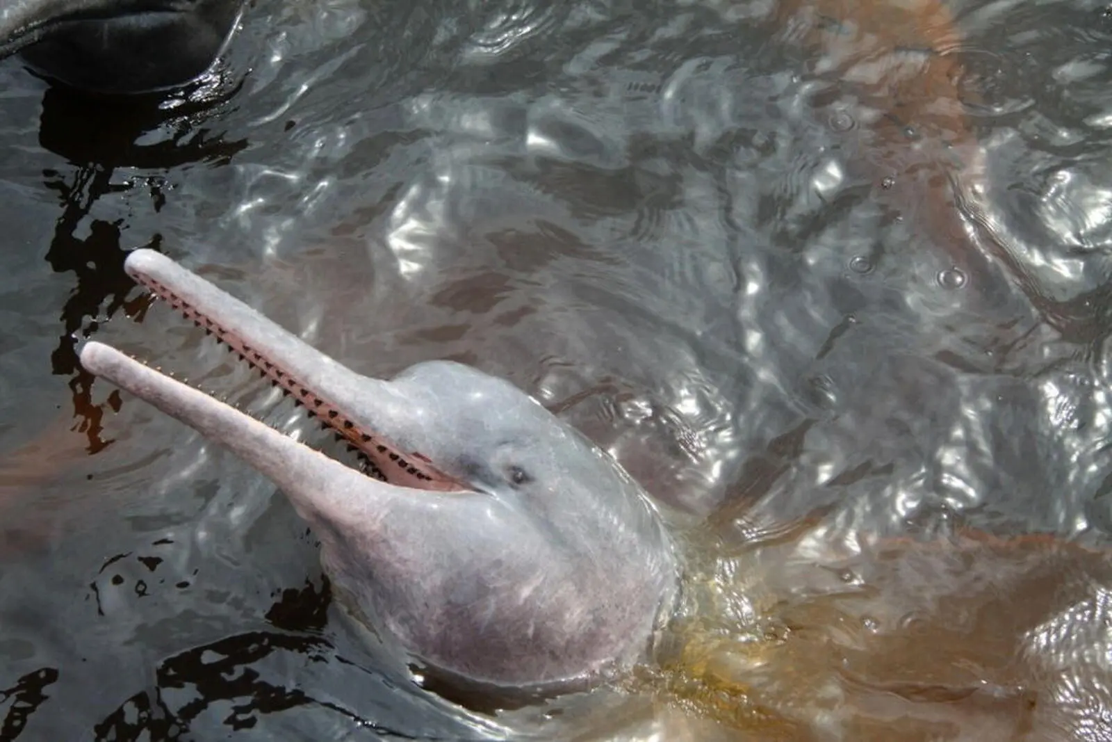 Sie können optional von Manaus aus die rosa Flussdelphine besuchen