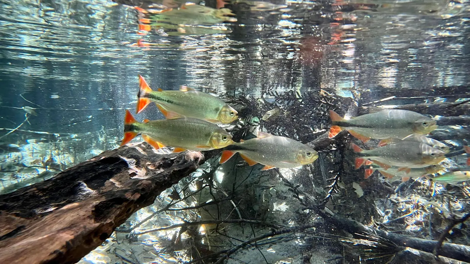 Schnorcheln in einem Süßwasserfluss bei Bom Jardim (Foto: A. Potzkai)