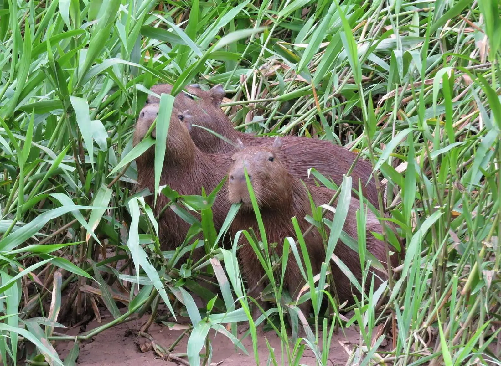 Bei einer Bootstour in freier Wildbahn entdecken