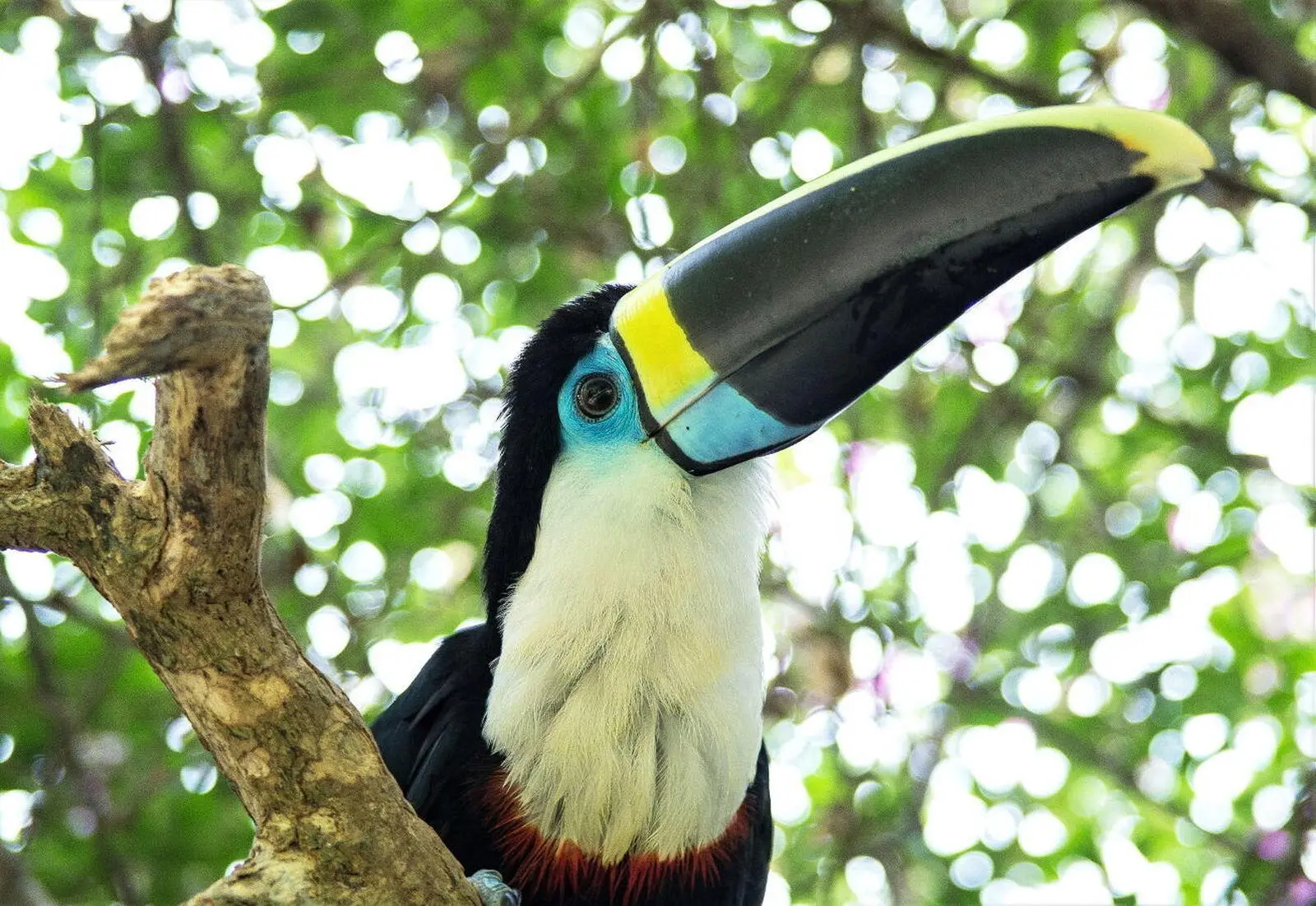 Exotische Vögel wie den Tukan in den Baumwipfeln beobachten
