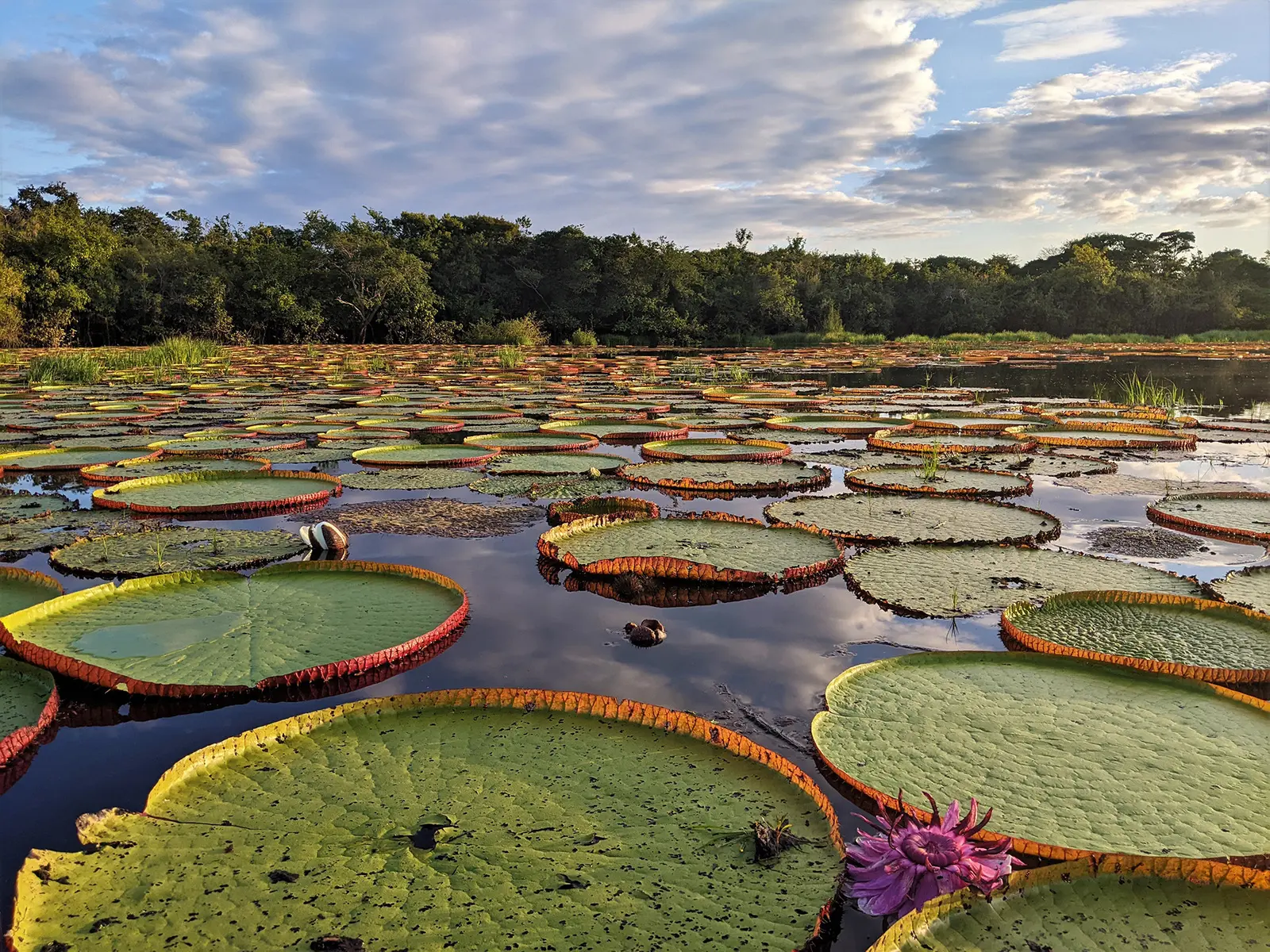 Riesenseerosen (Victoria Amazonica) öffnen sich im Glanz der Abendsonne