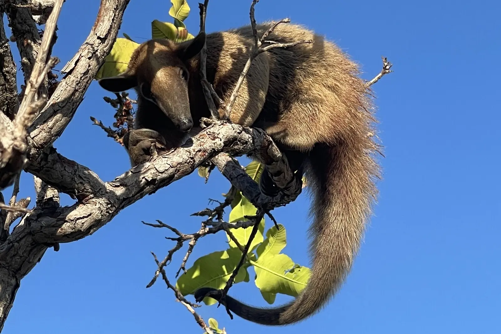 Tierbegegnung in freier Wildbahn: Tamandua (kleiner Ameisenbär)