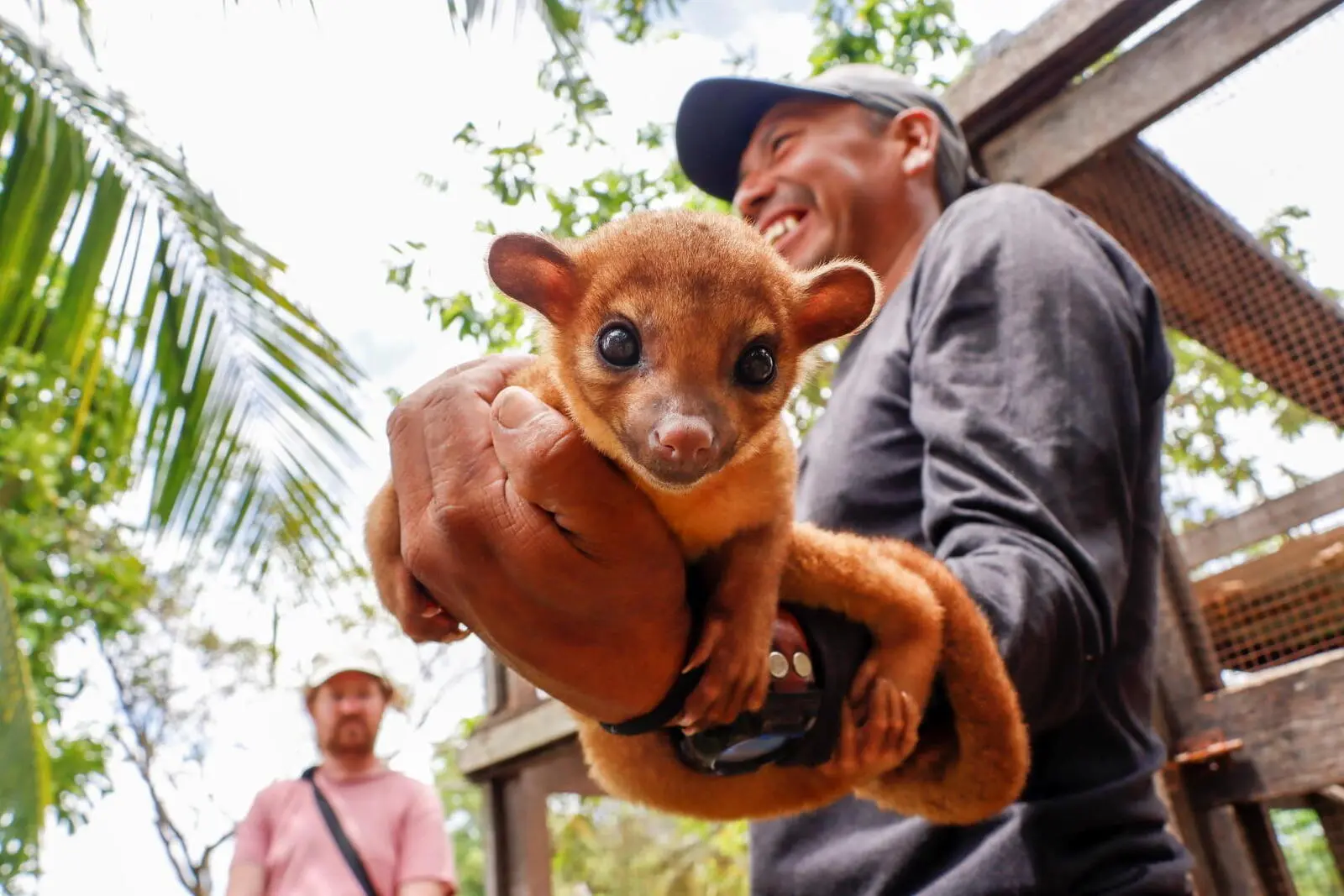 Neugieriger Wickelbär, bzw. Kinkajou (Foto: Elena Sczepannek)