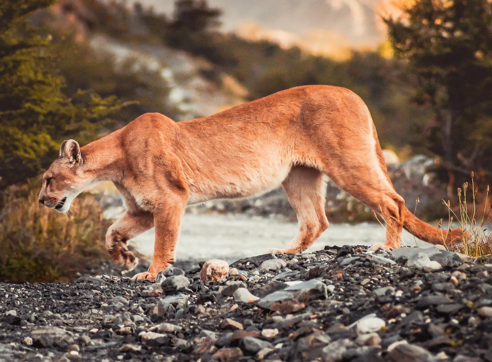 Mit etwas Glück im Torres del Paine Nationalpark zu sehen ist der Puma
