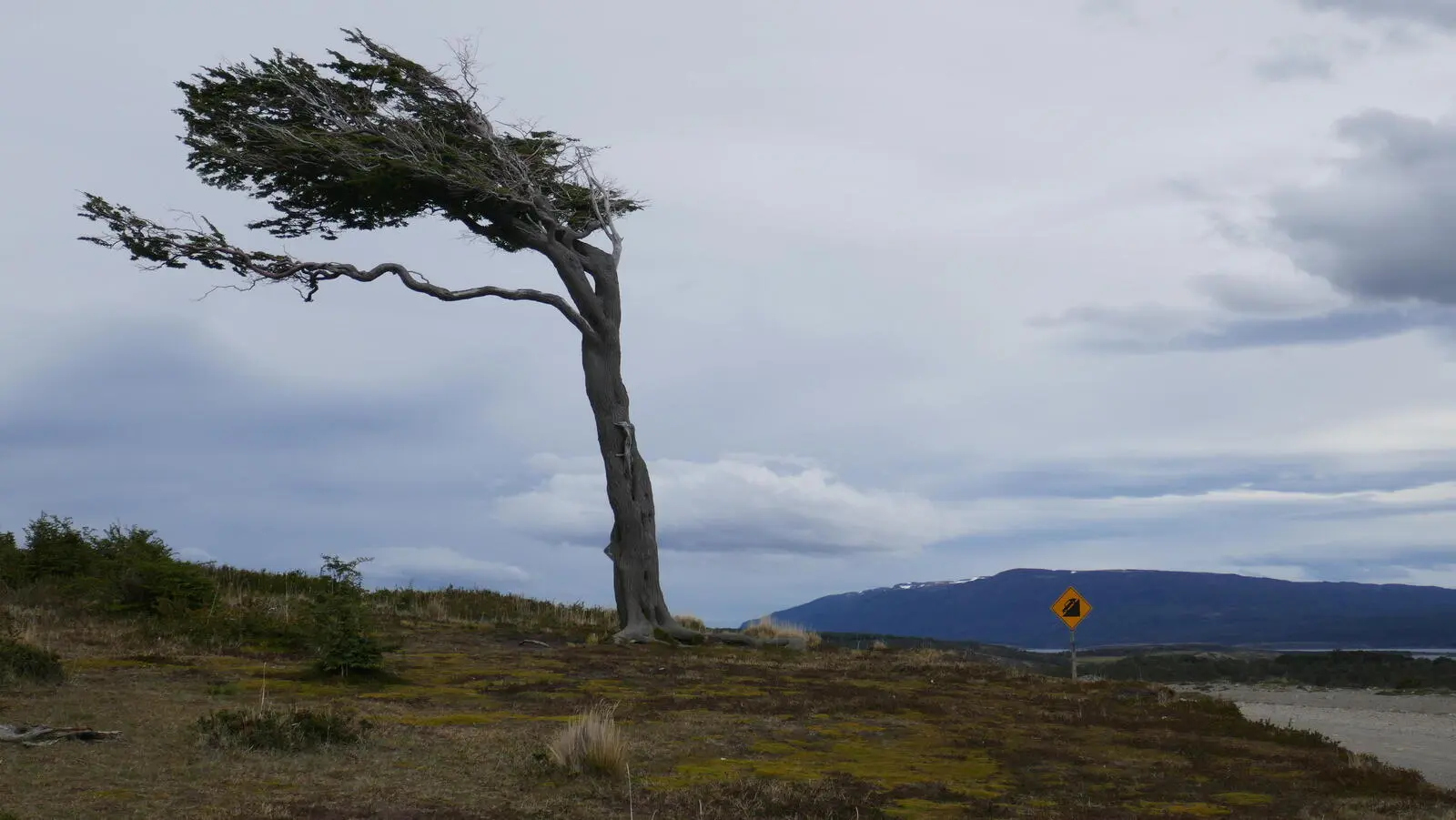 Der Wind prägt die Baumformen in Feuerland