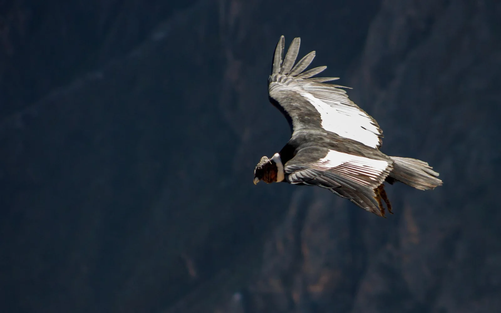 Begegnungen mit dem größten flugfähigem Vogel der Welt: dem Kondor