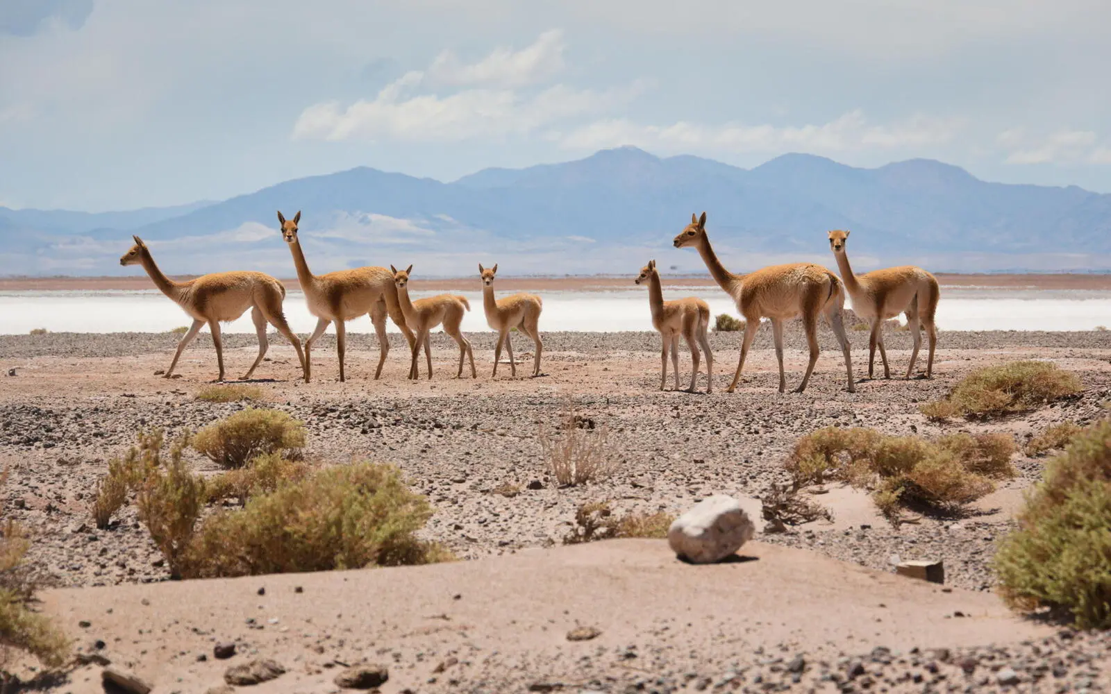 Anden, Salzwüsten und grazile Vicuñas: So schön ist Argentinien