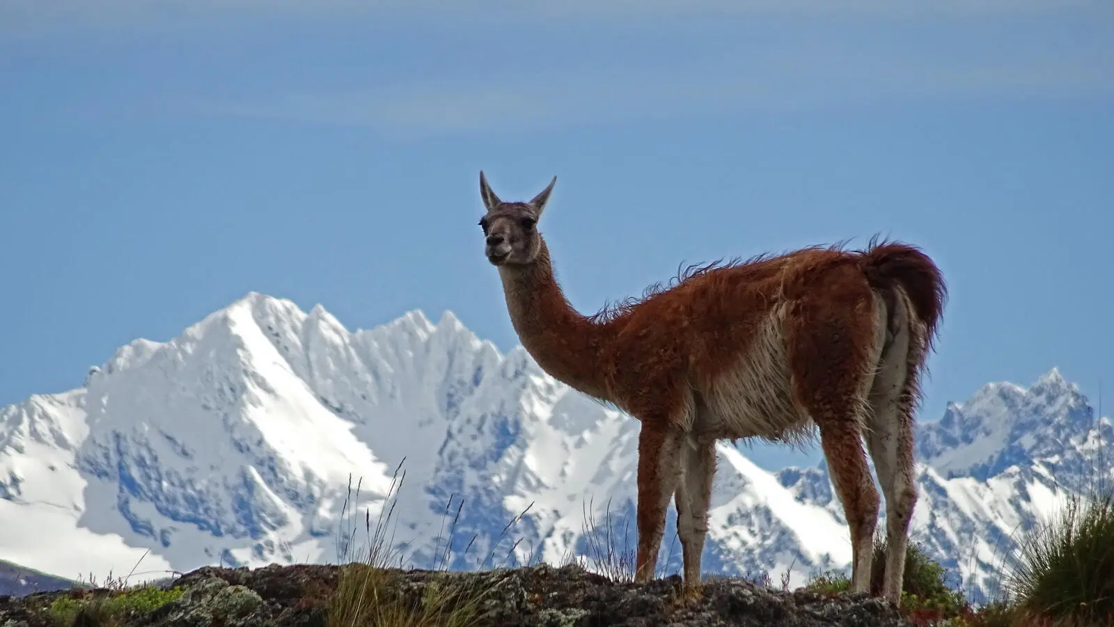 Unbekannt, aber nicht bei den Guanacos: der Avilés Trail im Park Patagonia 