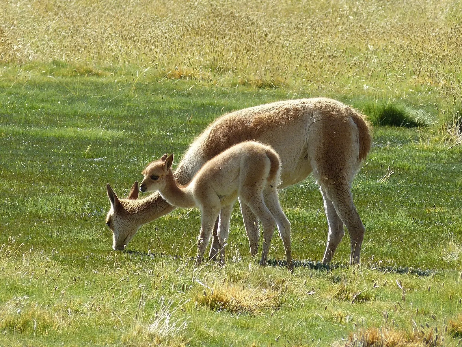 Guanacos und Vicunas sind südamerikanische Kamele