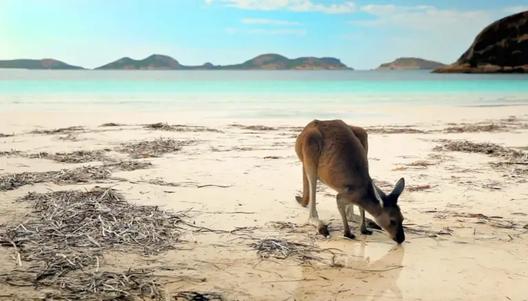 Kangerus sind überall - wie auch hier in der Lucky Bay - zu sichten