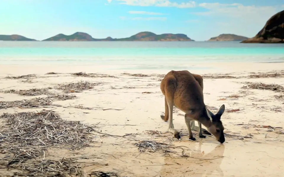 Wildes Westaustralien – zwischen Korallenküste & Baumriesen