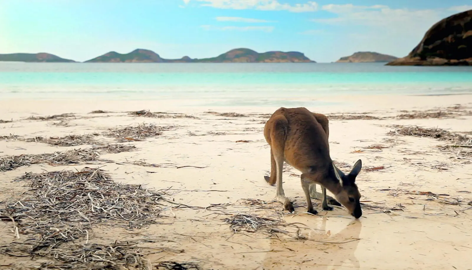 Kangerus sind überall - wie auch hier in der Lucky Bay - zu sichten