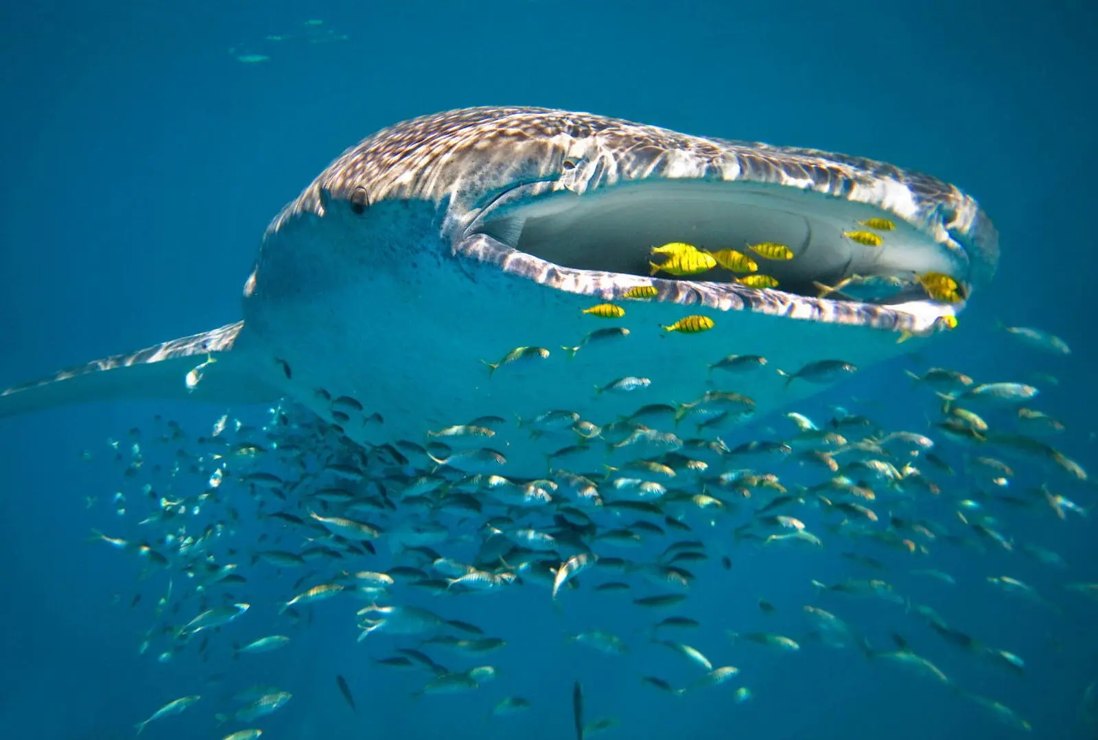 Whale Sharks am Ningaloo-Riff (© Luxury Lodges of Australia)
