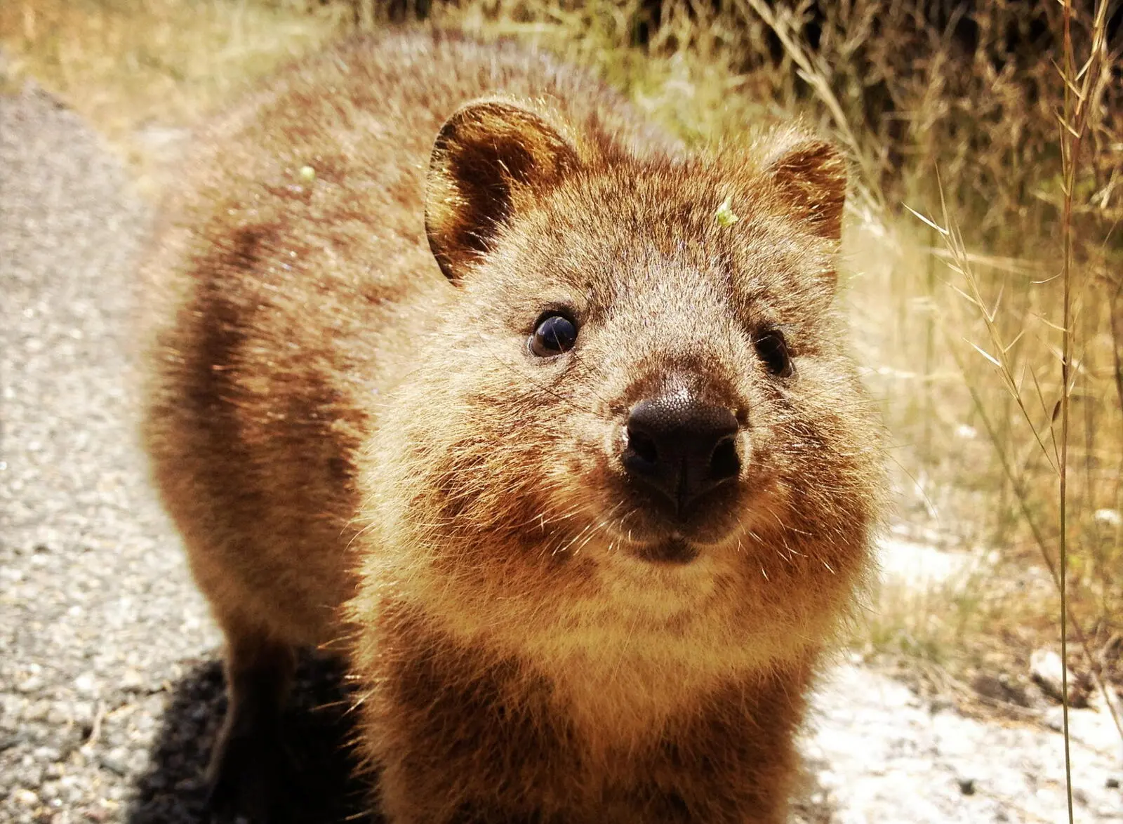 Quokkas - Bewohner von Rottnest Island