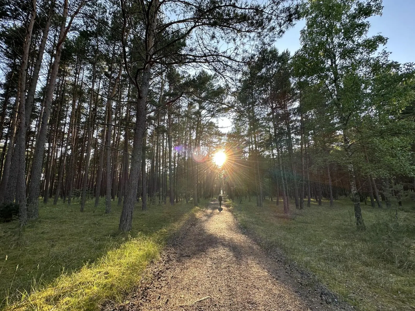 Uralte Kiefernwälder prägen das Bild auf der Kurischen Nehrung