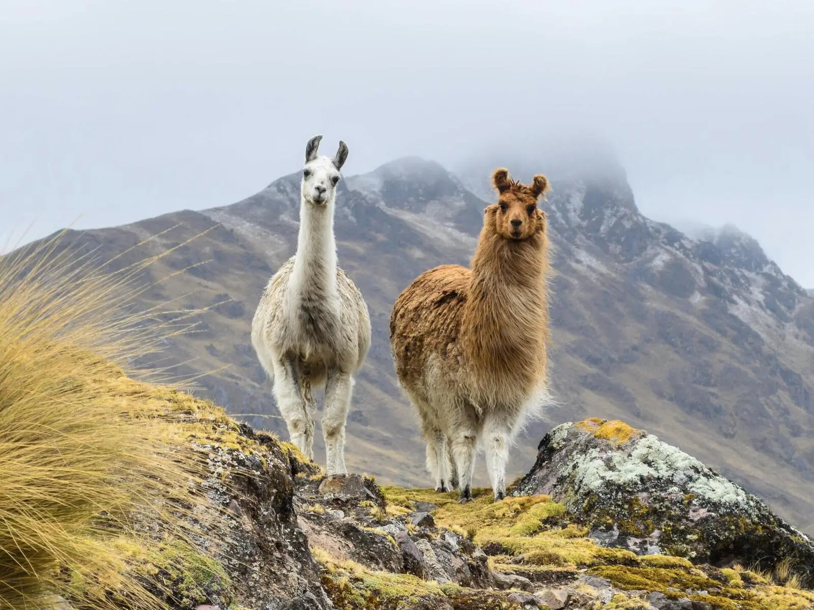 Begegnung mit Lamas und Alpakas im Andenhochland