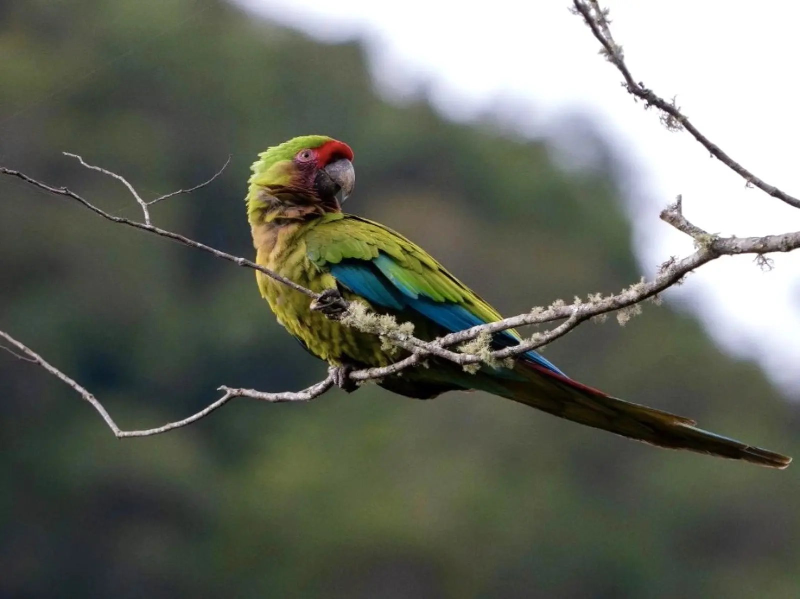 Die exotischen Vögel machen den Ort zu einem Paradies für Ornithologen