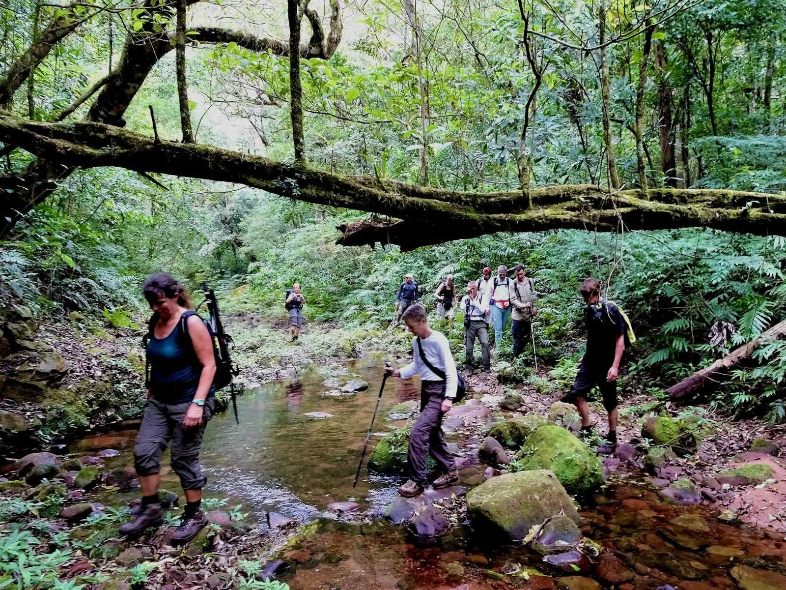 Möglichkeit für kleine bis anspruchsvolle Wanderungen durch den Regenwald