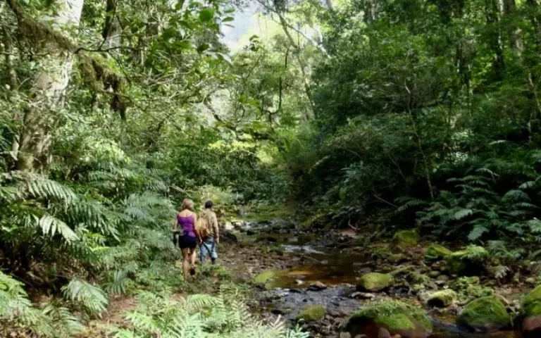 Flusswanderung durch die Artenvielfalt des Amboro Nationalparks