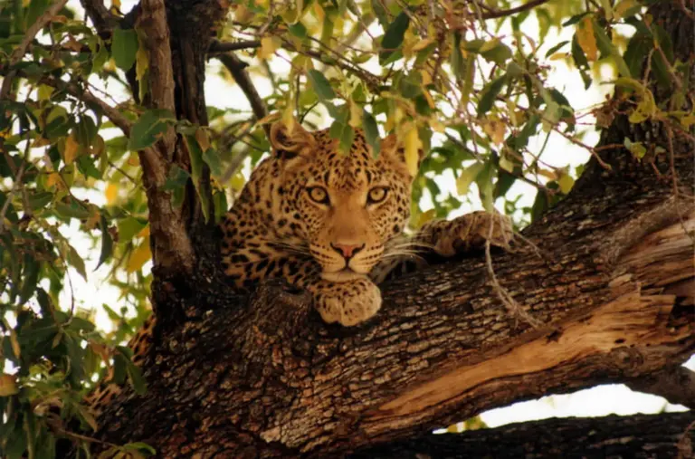 Im Moremi-Wildreservat wartet eine großartige Tierwelt mit guten Chancen auch Leoparden zu sehen zu bekommen.