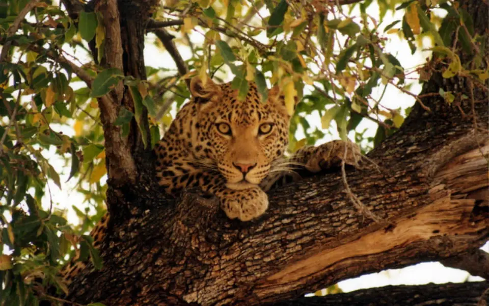 Botswana hautnah: Auf Spurensuche in der Wildnis