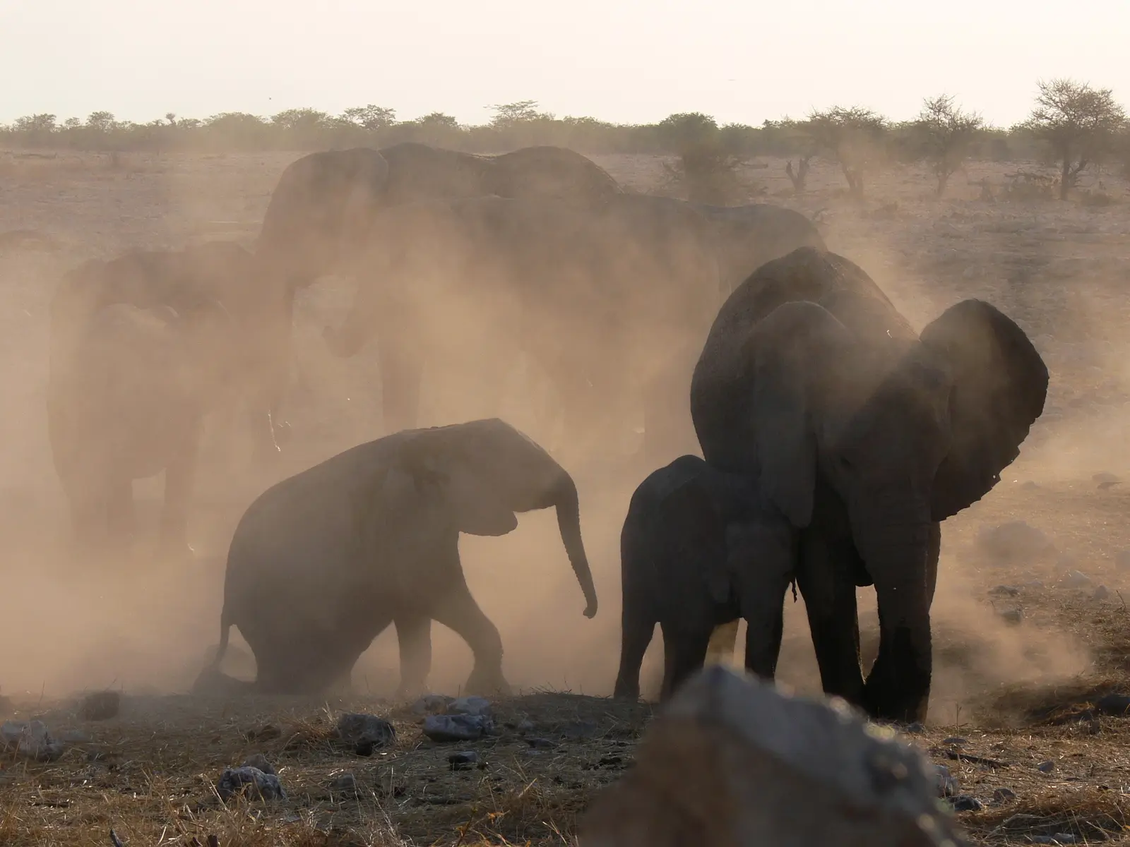 Hier im Chobe-Nationalpark bieten sich unvergleichliche Naturerlebnisse