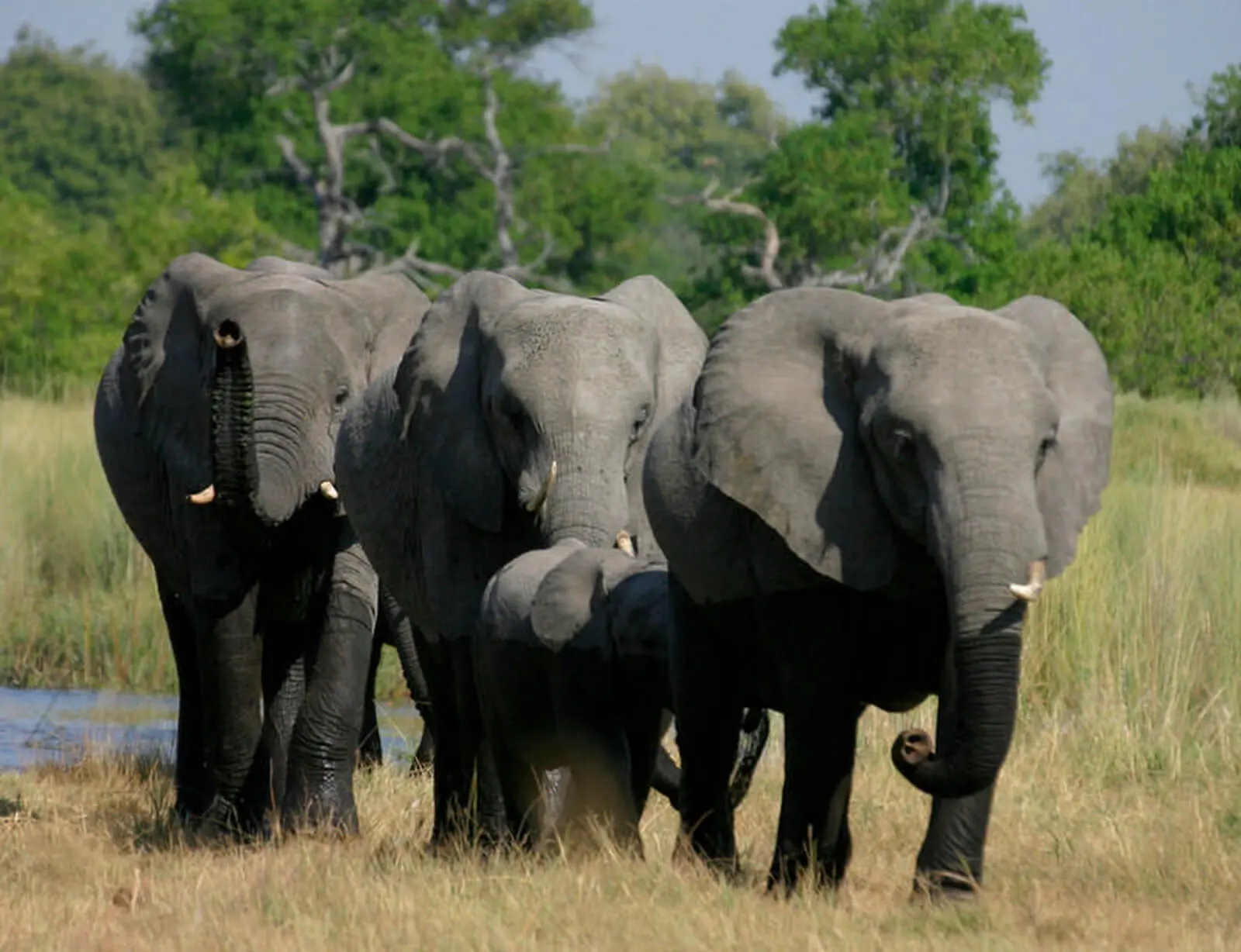 Im Chobe-NP (15.-17. Tag) findet sich die höchste Elefantendichte weltweit mit über 40.000 Tieren