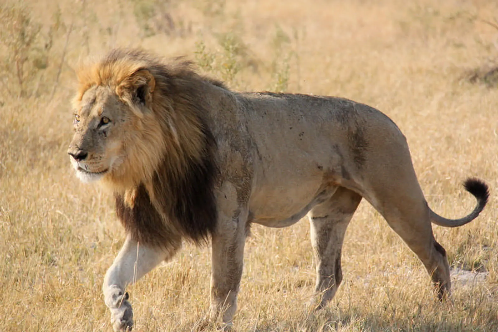 Im Central Kalahari Wildreservat geht es das erste Mal auf Pirschfahrt