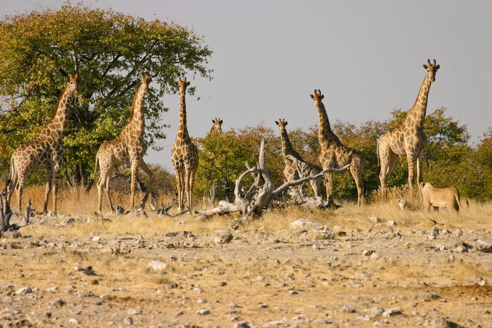 Auf Pirschfahrten im Etosha-Nationalpark ...
