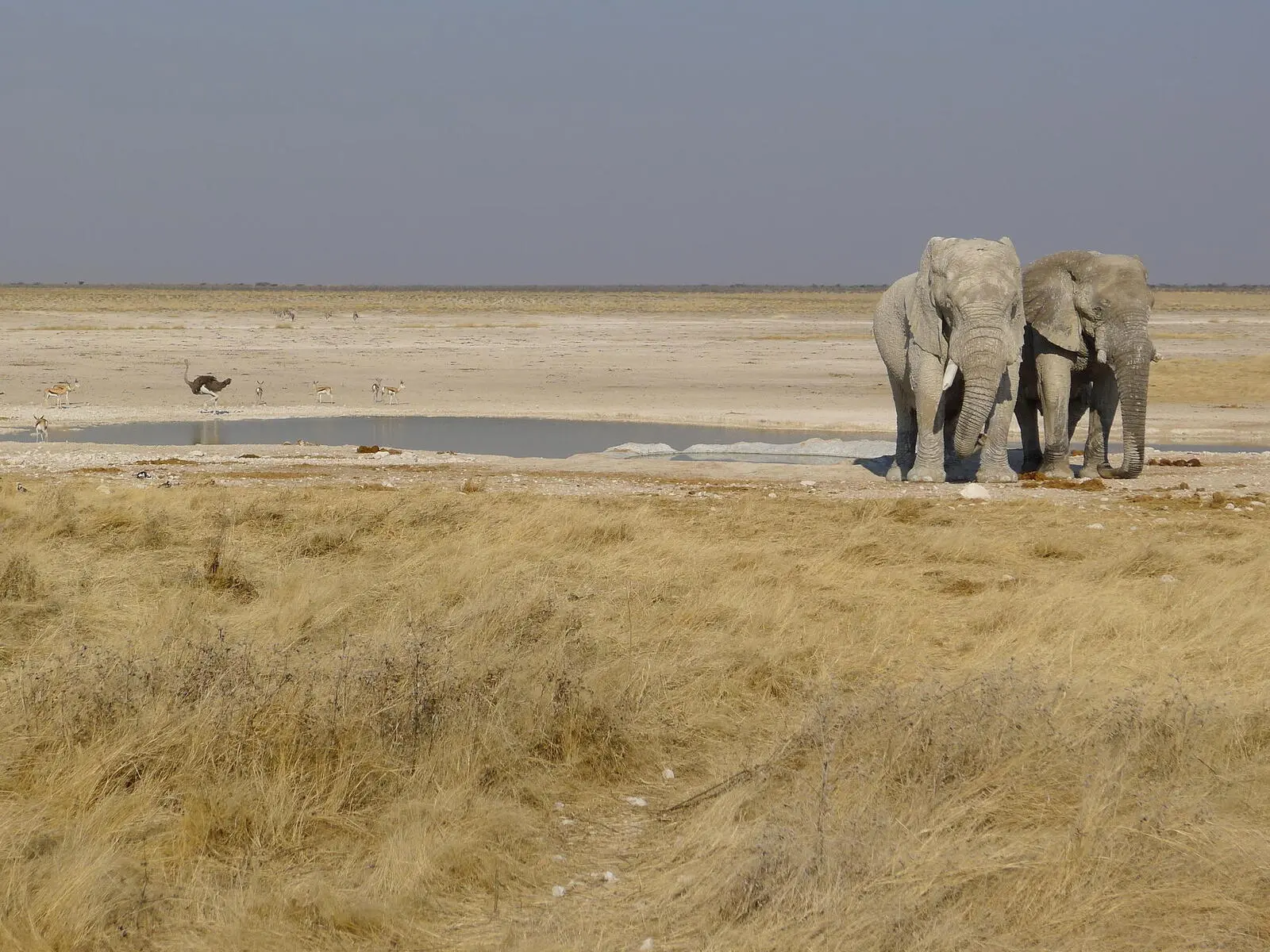 Tierbegegnungen im Etosha Nationalpark