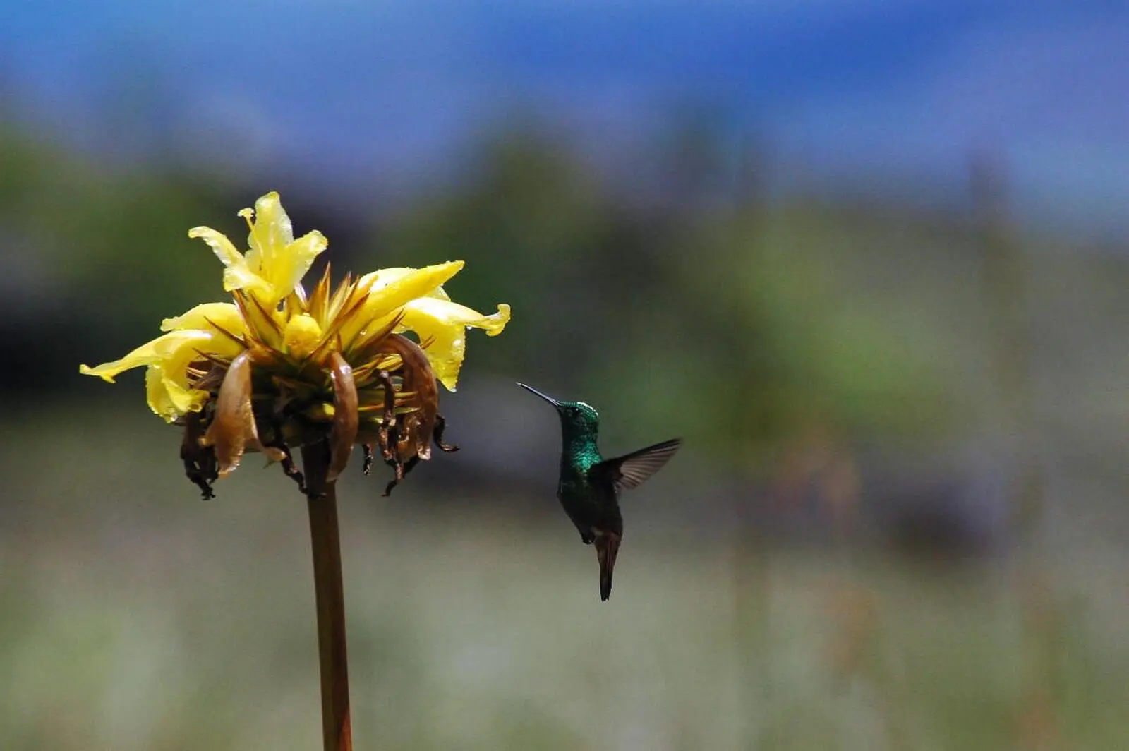Auf der Lodge lassen sich wunderbar Kolibris beobachten 