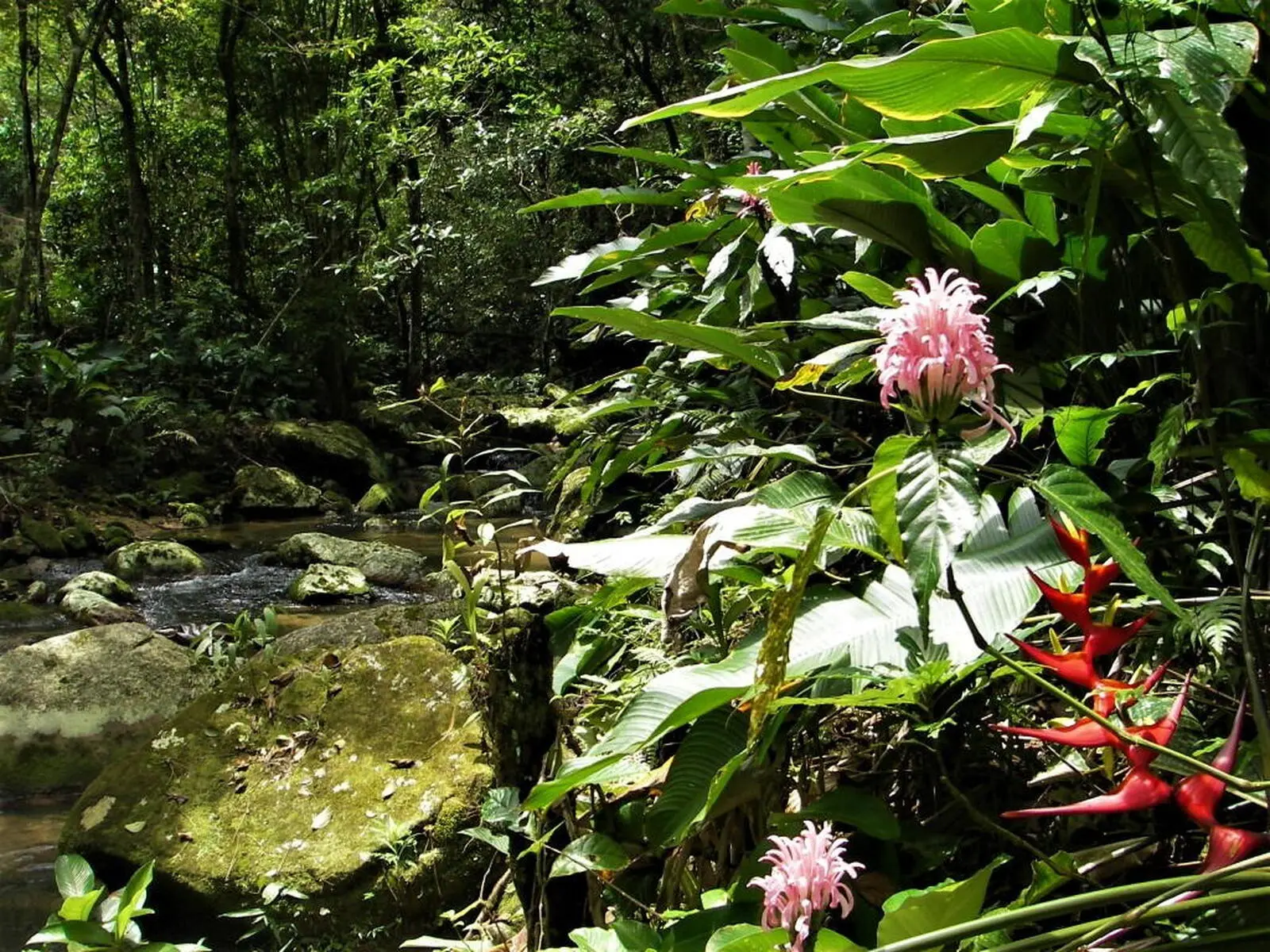 Hier finden Sie eine höhere Artenvielfalt als im Amazonas