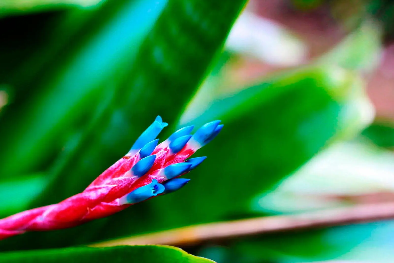 ... und so einige botanische Wunder