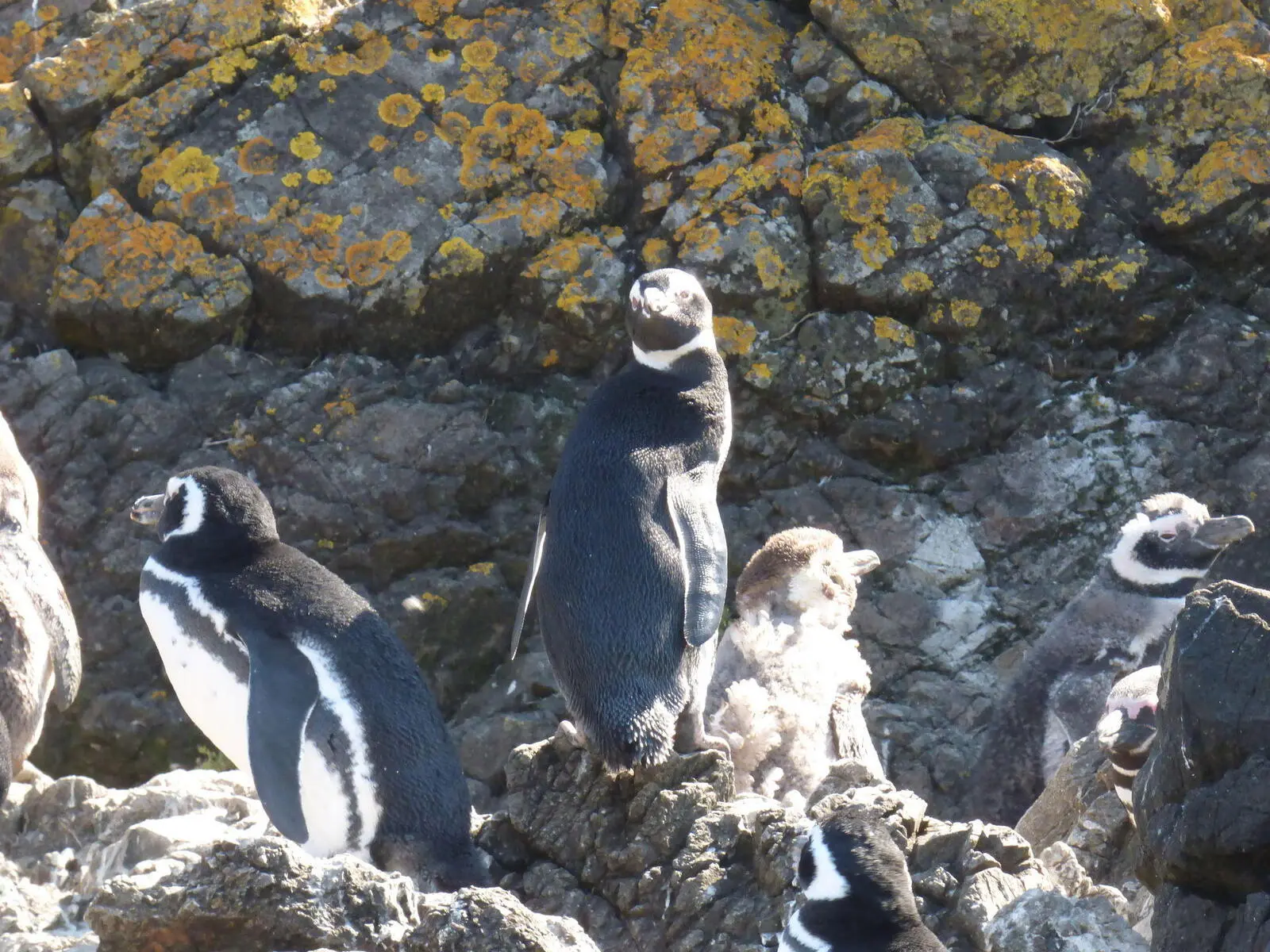 Bei einem Bootsausflug können Sie Magellan- und Humboldt-Pinguine sehen