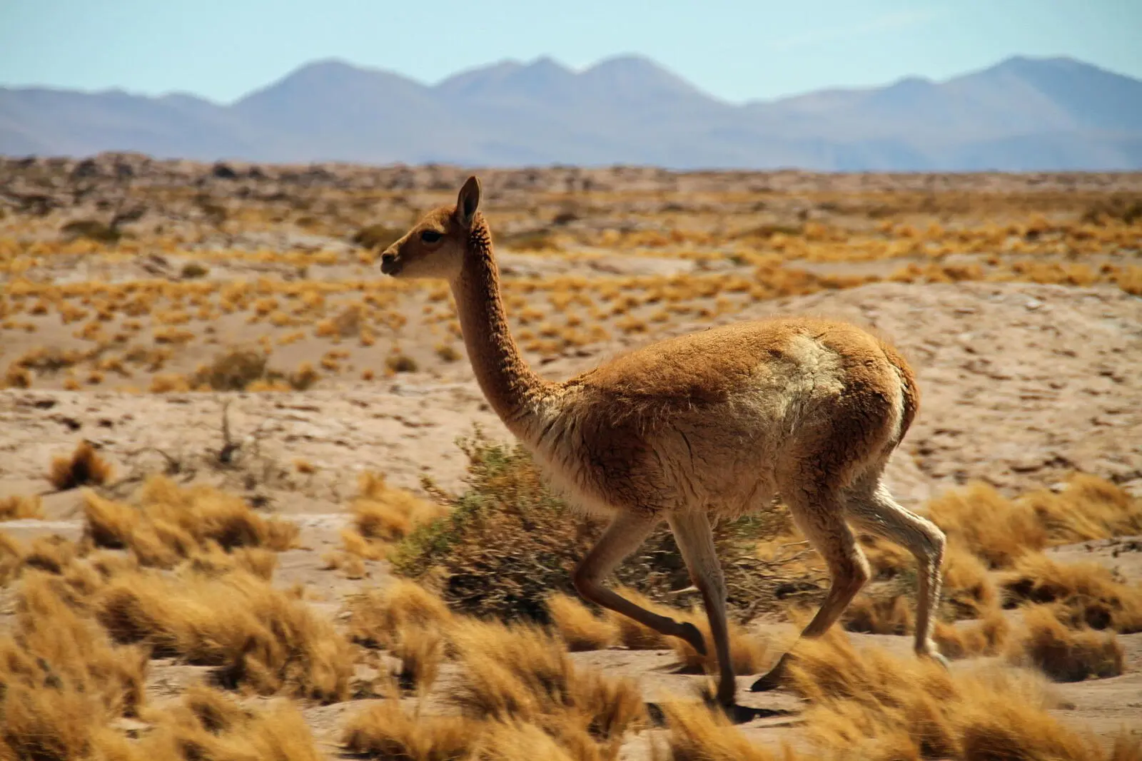 Grazile Vicunas durchqueren die Atacama