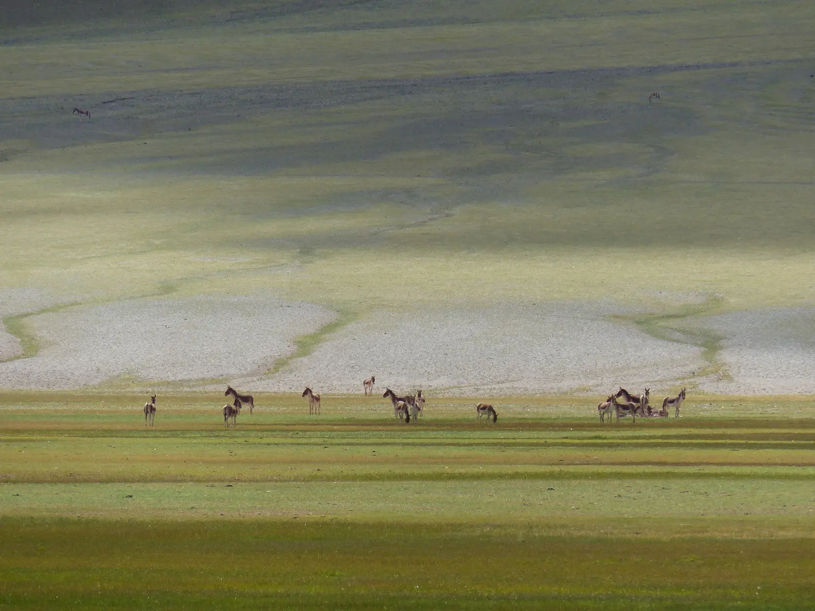 Tierbeobachtungen auf dem tibetischen Hochplateau: Wildpferde in Freiheit