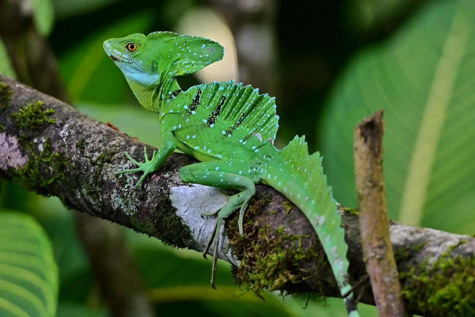 Wanderungen zwischen Leguan, Gecko und Stirnlappenbasilisk. (R. Lubiger)