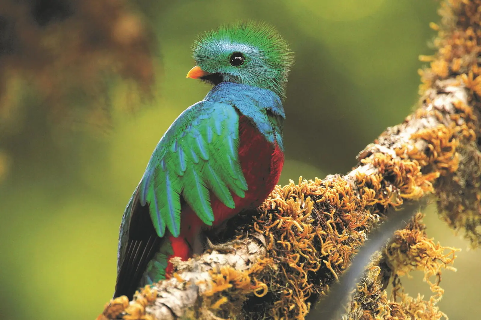 Sagenumwobene Quetzale bewohnen die Nebelwälder südlich von San José.