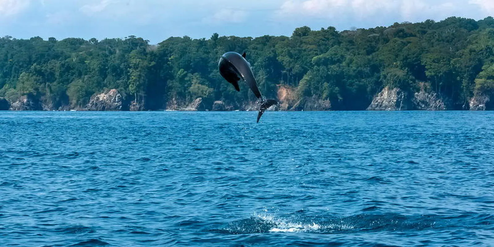 Delfine sind häufige Begleiter bei dem Ausflug zur Isla del Caño.