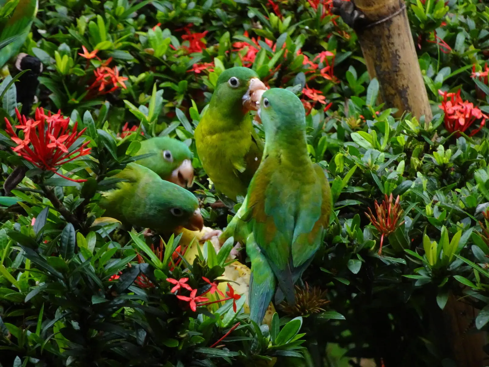 In Costa Rica kommen etwa dreimal so viele Vogelarten vor, wie hierzulande.