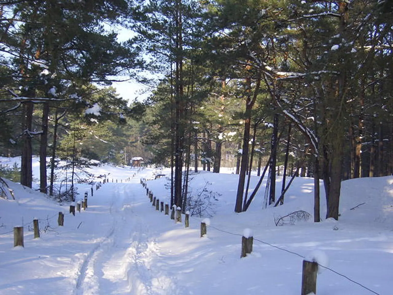 und im Darßer Wald
