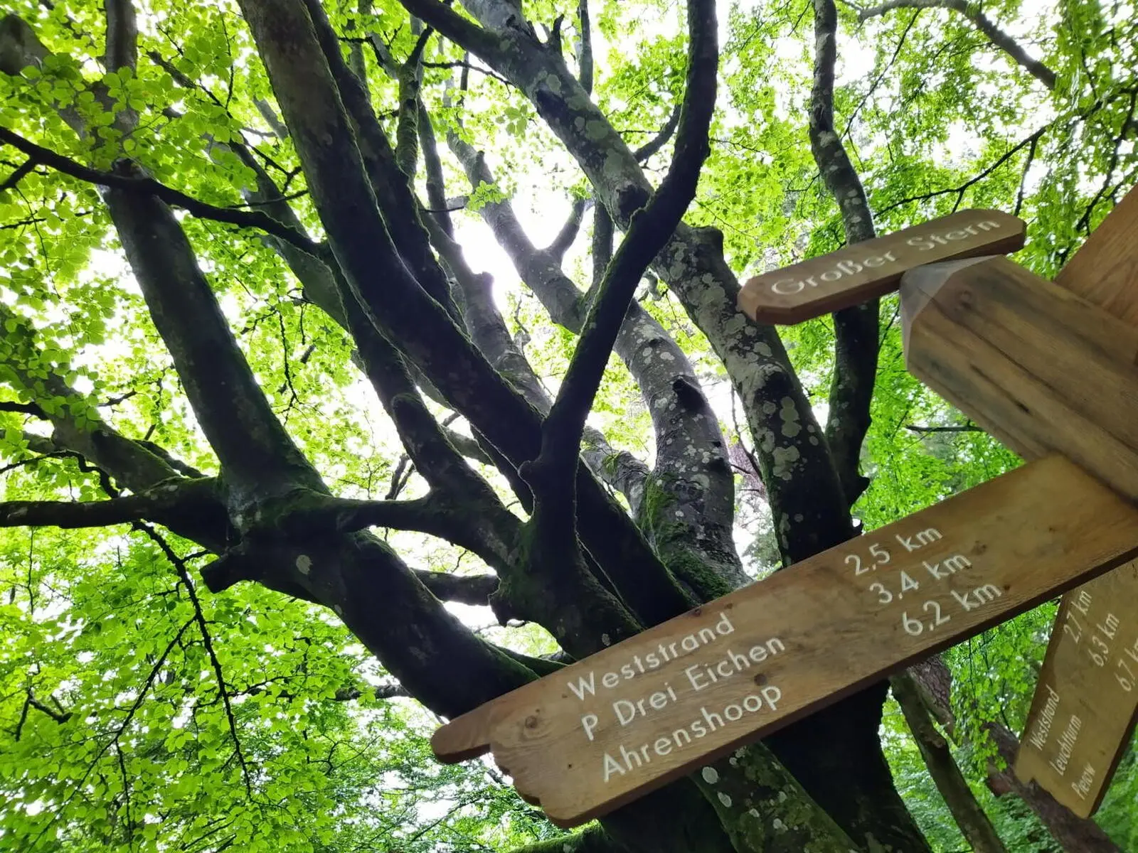 Der Darßer Urwald - wir erradeln ihn am Samstag.