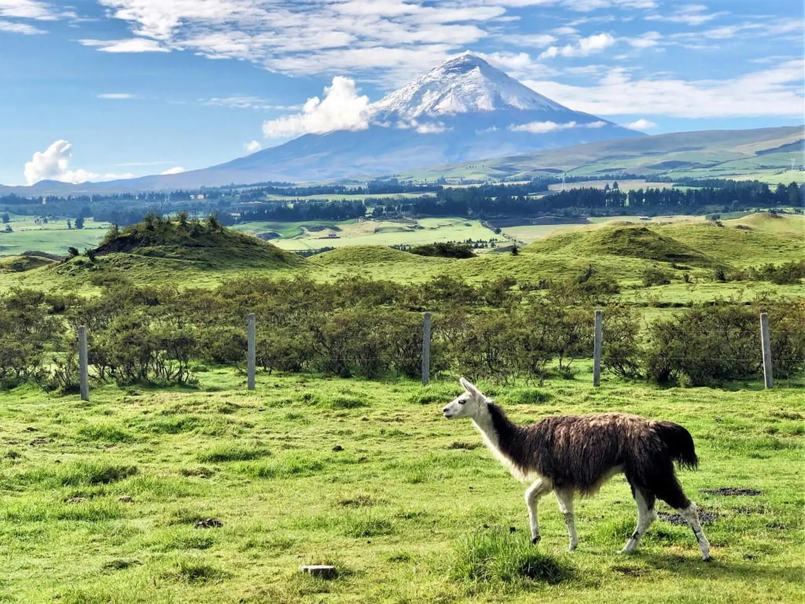 Fahrt entlang der Straße der Vulkane mit Blick auf den formschönen Cotopaxi (5897 m)... 