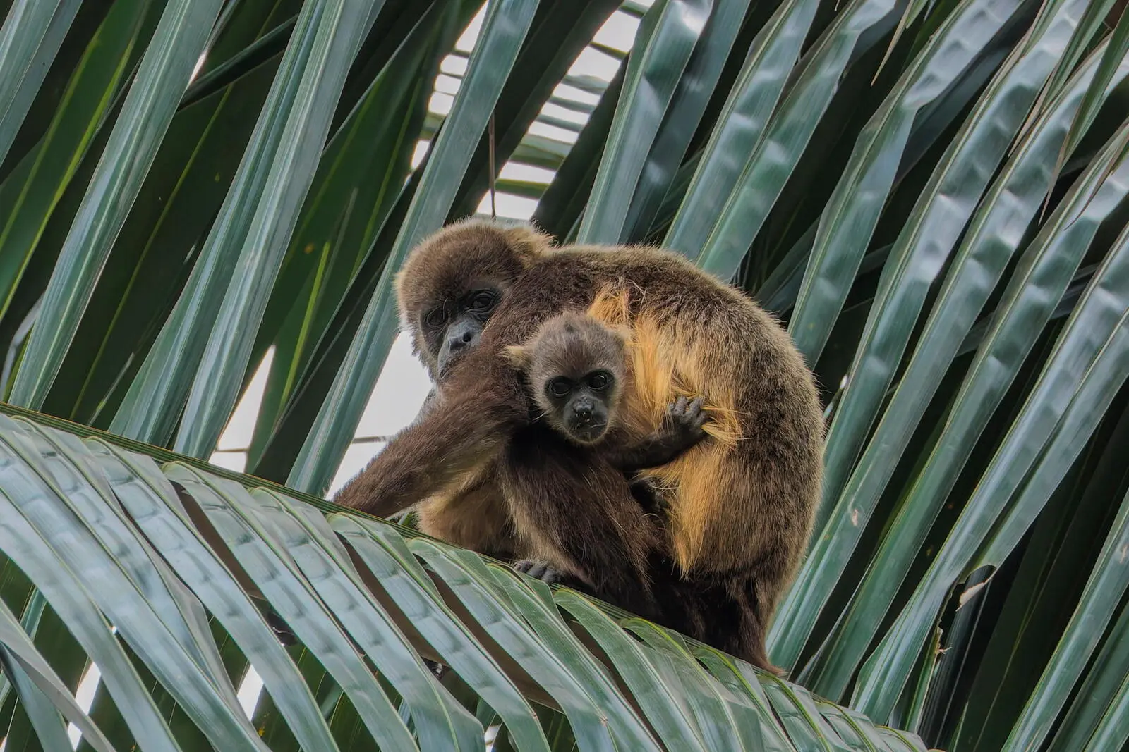 Tierische Begegnungen, wie Brüllaffen, bleiben ebenfalls nicht aus.