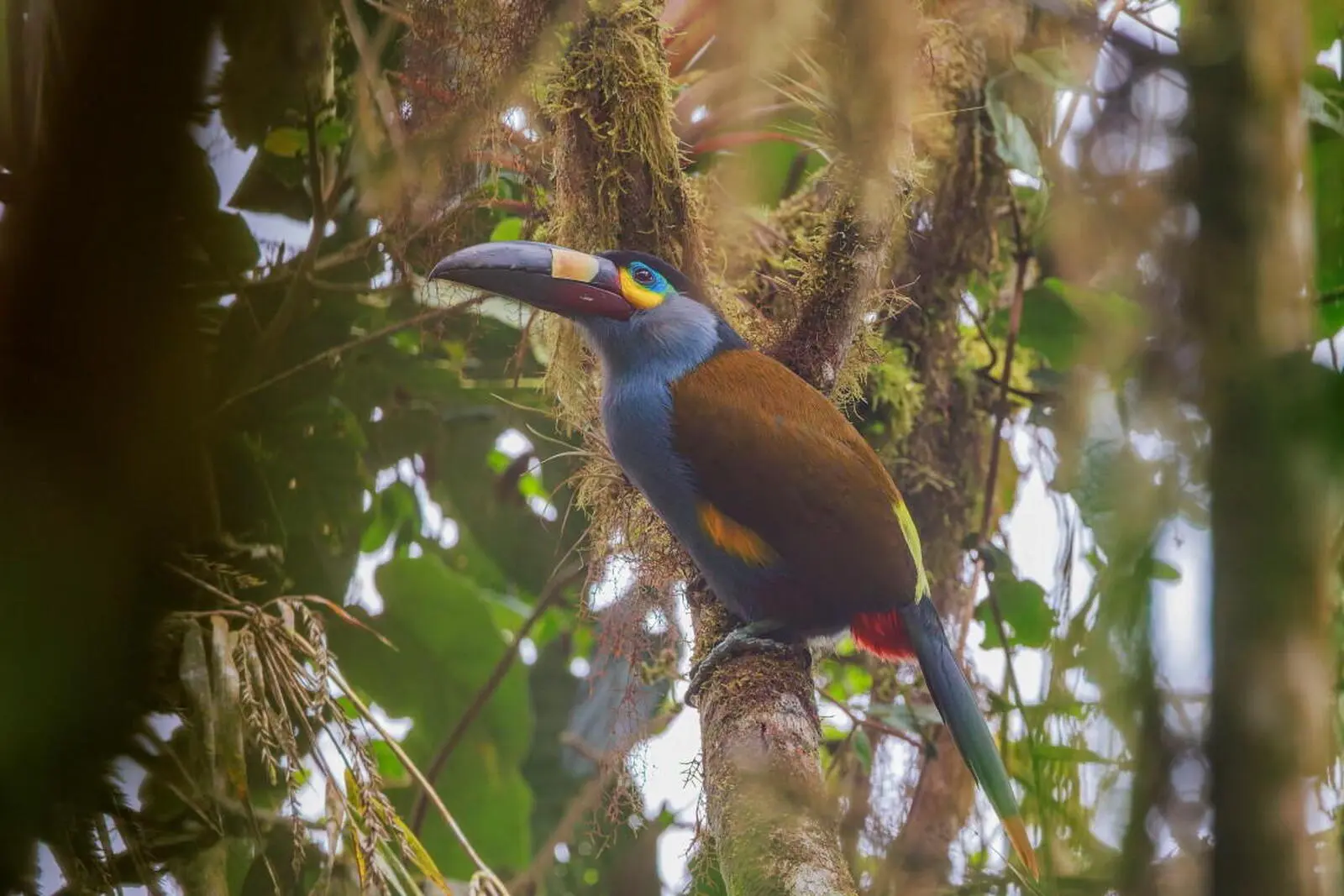 Ob Bergtukan (Foto) oder Kolibri: exotisch und farbenfroh präsentiert sich die Vogelwelt