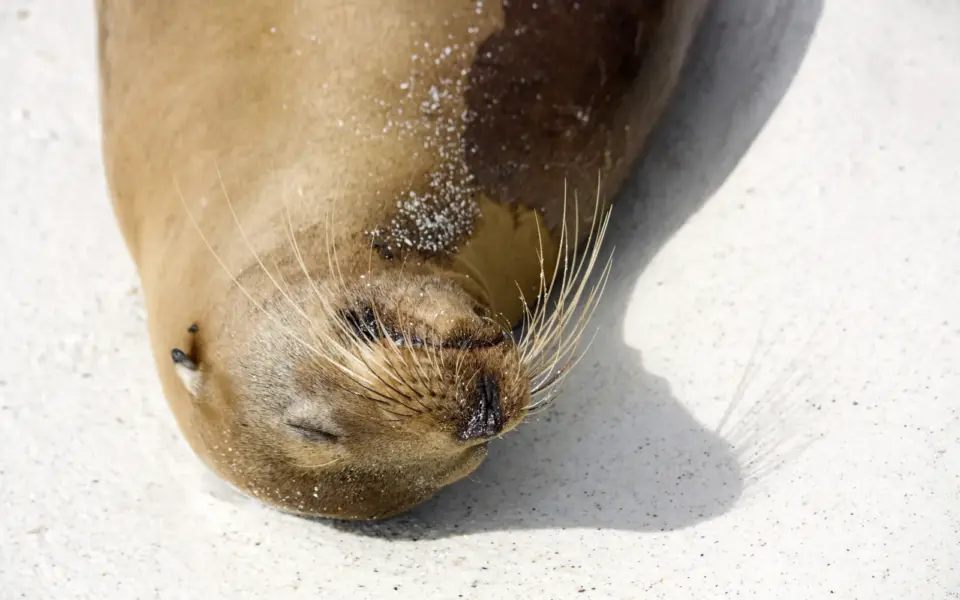 Reisebaustein: Höhepunkte von Galapagos