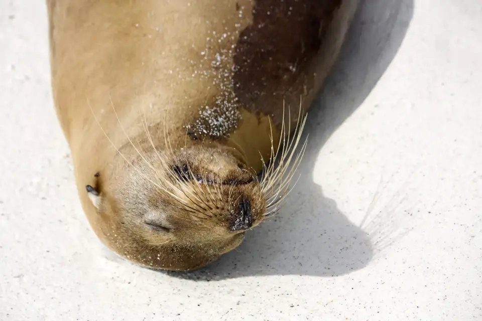 Reisebaustein: Höhepunkte von Galapagos